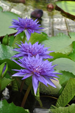Muenchen 2011 495.jpg - München Botanischer Garten